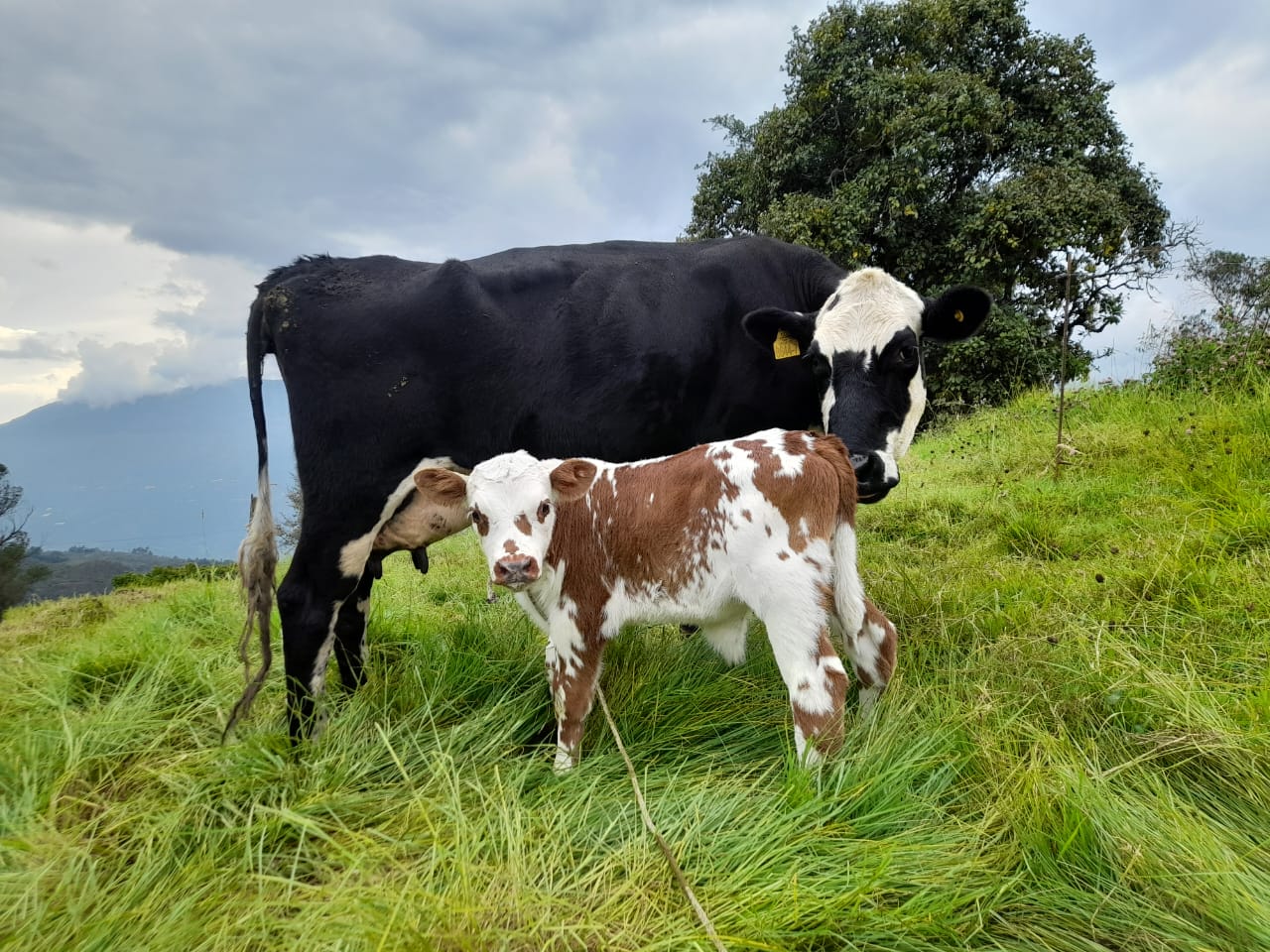 imagen de whatsapp 2025 11 24 a las 21.11.34 4ed1807b